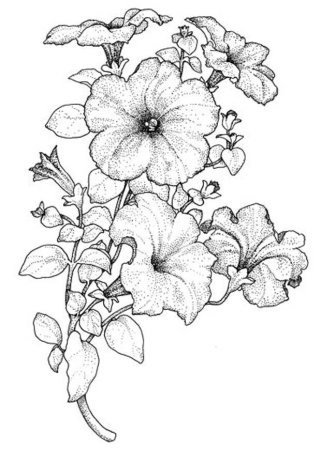 Вьюнок полевой раскраска