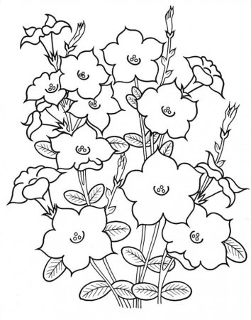 Герань раскраска