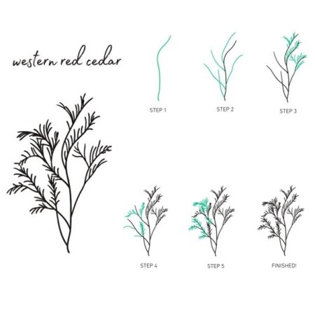 Укроп для срисовки