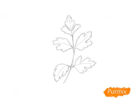 Веточка петрушки рисунок