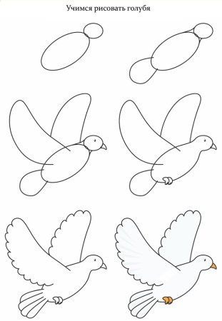 Голубь рисунок карандашом