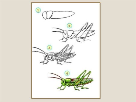 Этапы рисования Стрекозы