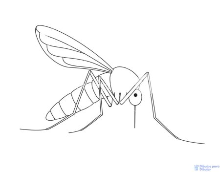 Этапы рисования комара