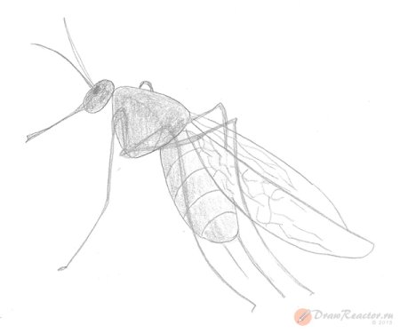 Комар рисовать поэтапно