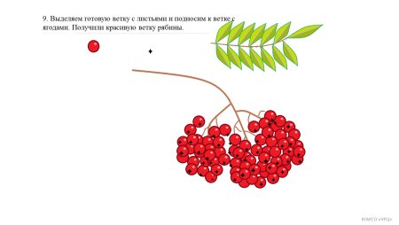 Этапы рисования ветки рябины
