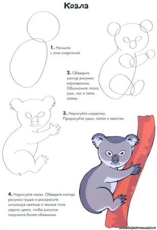 Поэтапное рисование коалы для детей