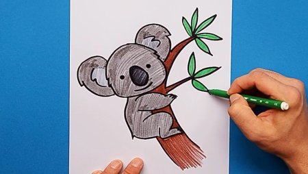 Карточки коала