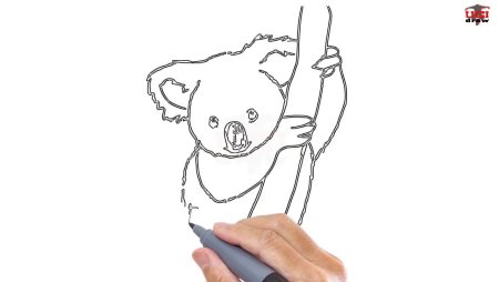 Коала мордочка рисунок