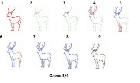 Поэтапное рисование оленя