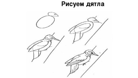 Дятел поэтапное рисование для детей