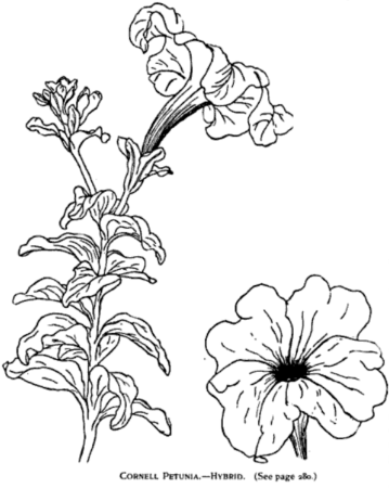 Петуния гибридная рисунок