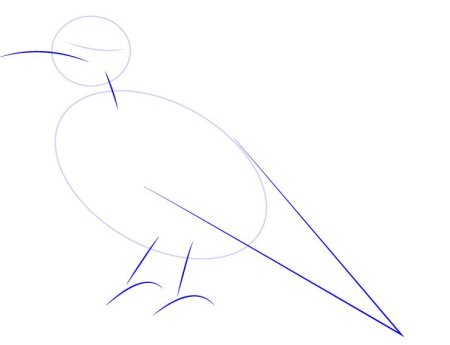 Галка рисунок карандашом