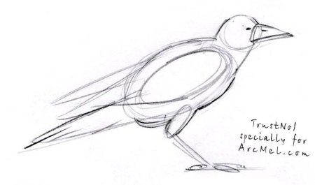 Поэтапное рисование вороны