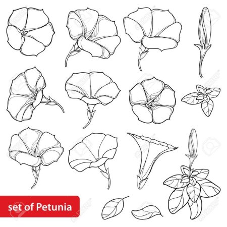 Цветок шаблон