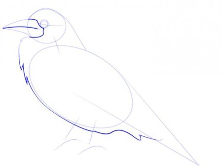 Этапы рисования птицы