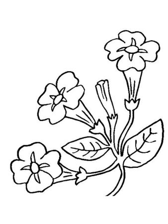 Нарцисс рисунок легкий