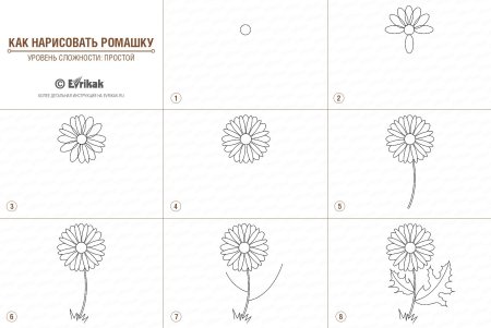 Цикл роста растения для детей