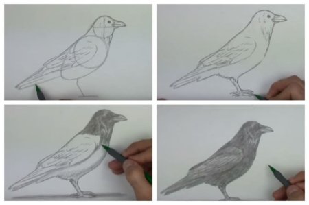 Поэтапное рисование вороны для детей