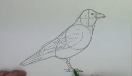 Поэтапное рисование Грача для детей