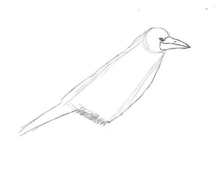Как рисовать кукушку
