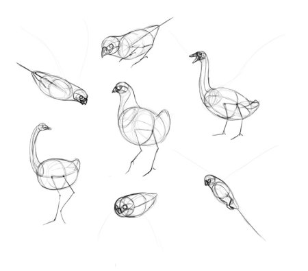 Поэтапное рисование Грача для детей