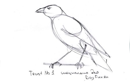 Ворона набросок карандашом