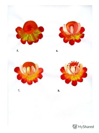 Жостовская роспись элементы росписи поэтапно