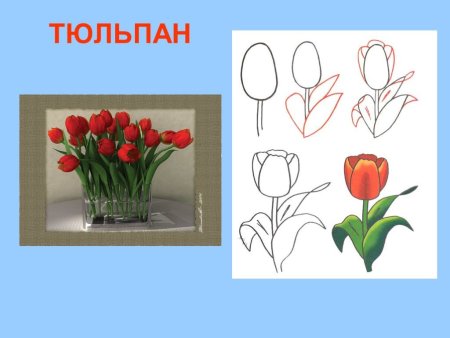 Поэтапное рисование нарцисса для детей