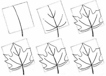 Поэтапный рисунок листа клена