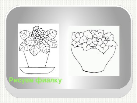 Фиалка узамбарская рис