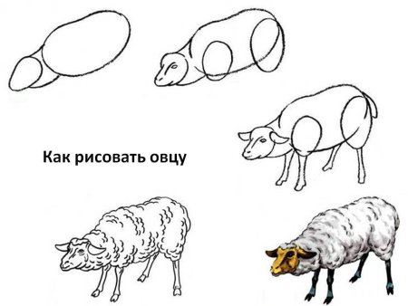 Как нарисовать овцу