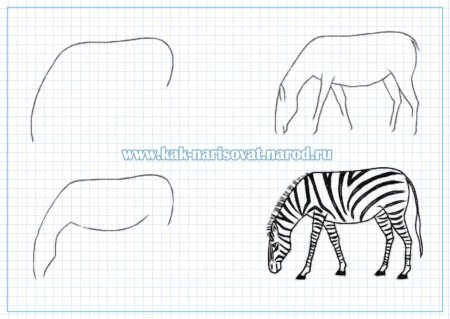 Поэтапное рисование зебры для дошкольников
