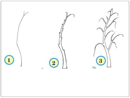Этапы рисования дерева