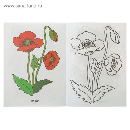 Садовые цветы для дошкольников Мак