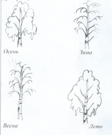 Берёза рисунок карандашом для детей