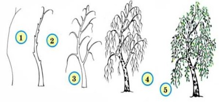 Этапы рисования дерева