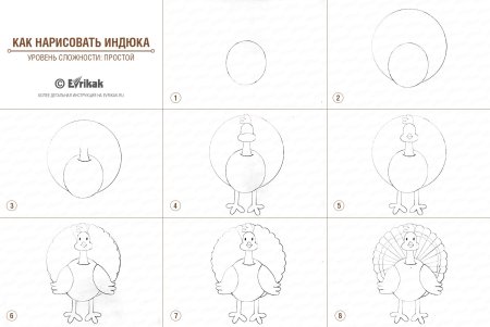 Поэтапное рисование индюка