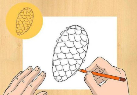Рисунок шишки поэтапно