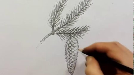 Как нарисовать шишку сосны