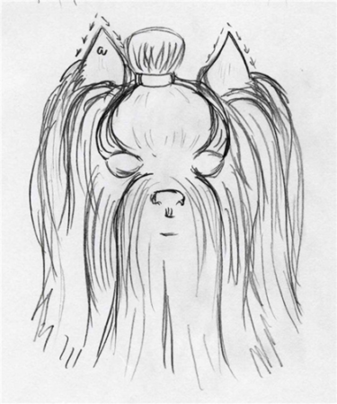 Схема стрижки йоркширского терьера зарисовки