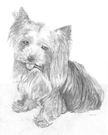 Скетч Йоркширский терьер