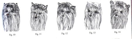 Йоркширский терьер стандарт породы FCI