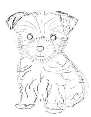 Рисунки йоркширского терьера карандашом для начинающих