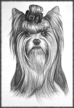 Йоркширский терьер рисунок