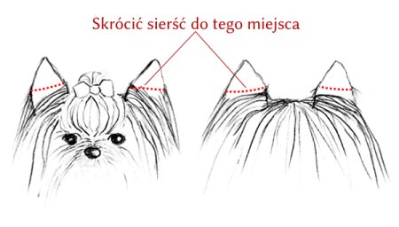 Схема стрижки йоркширского терьера