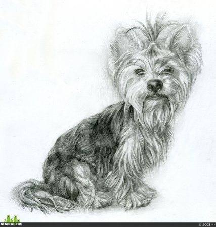 Рисунок йоршский терьер