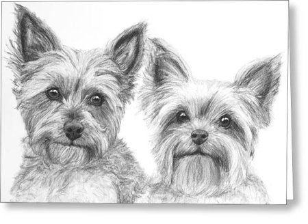 Разукрашка Йоркширский терьер