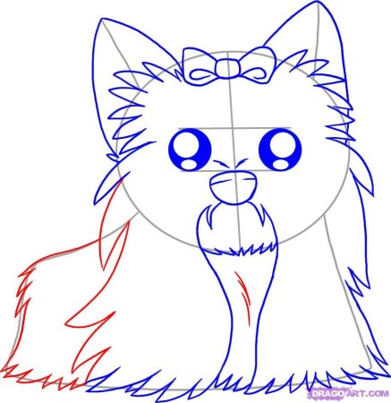 Поэтапное рисование йоркширского терьера