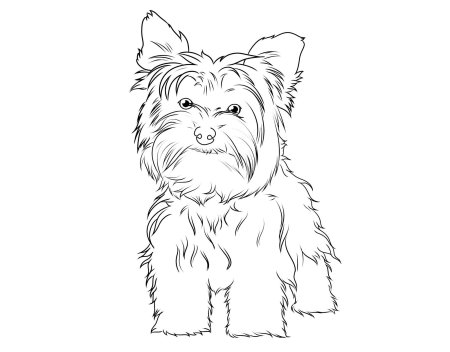 Йоркширский терьер