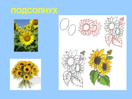 Подсолнух поэтапное рисование для детей